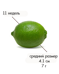 11 недель лайм.jpg